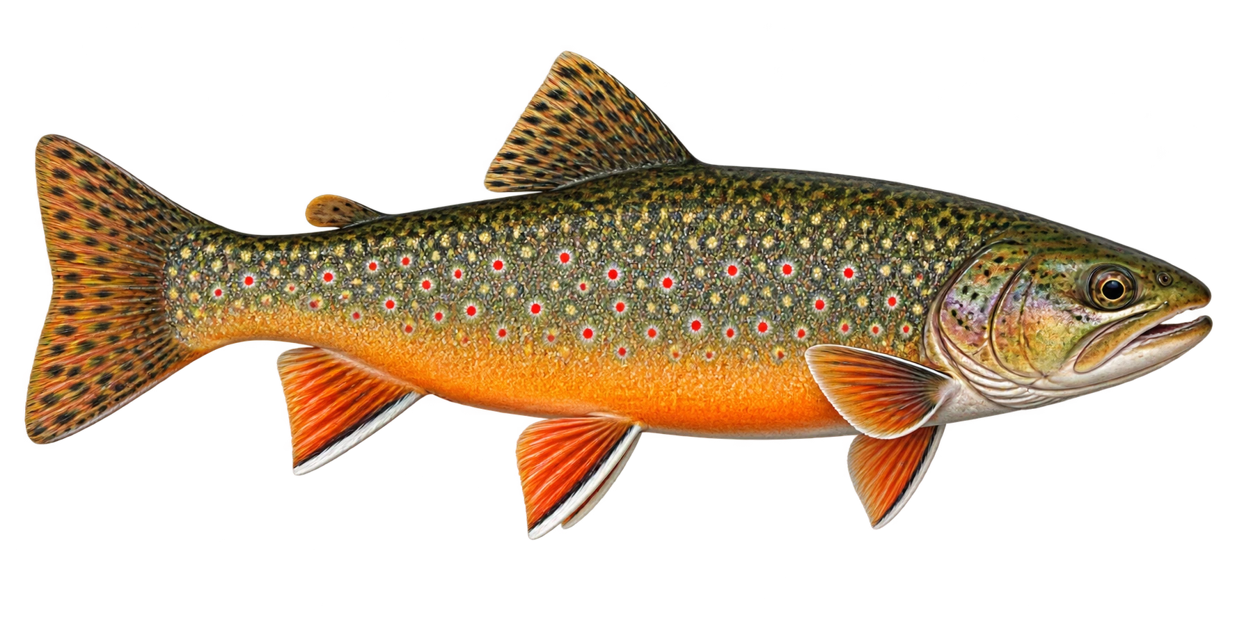 Brook Trout illustration