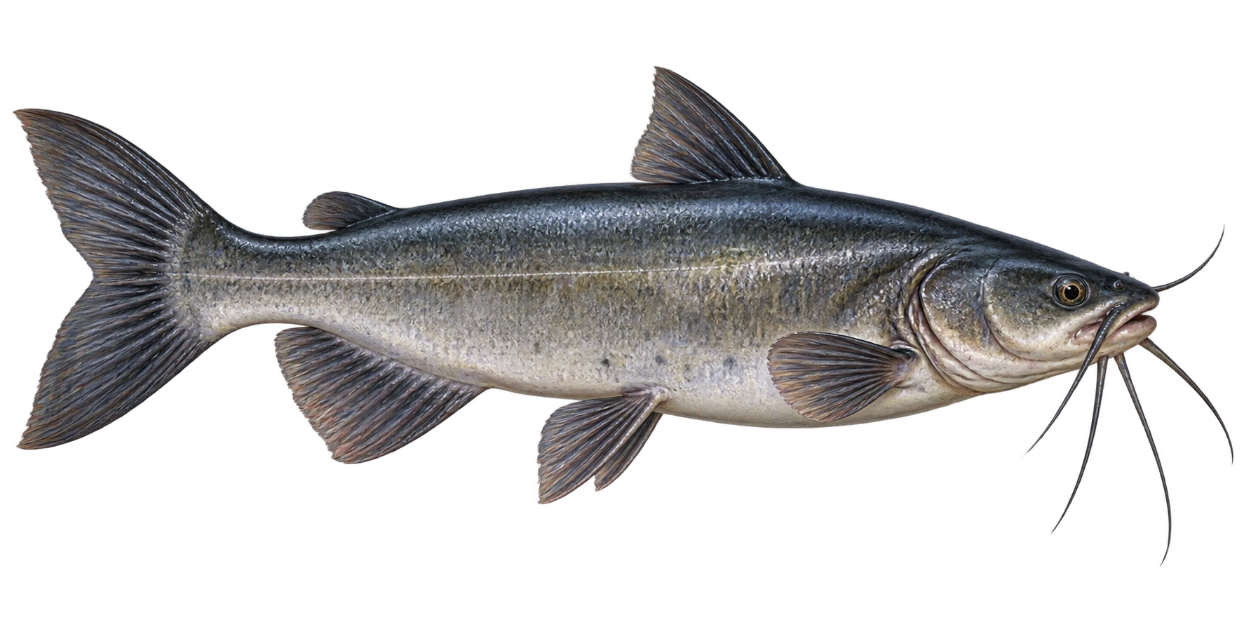 Channel Catfish illustration