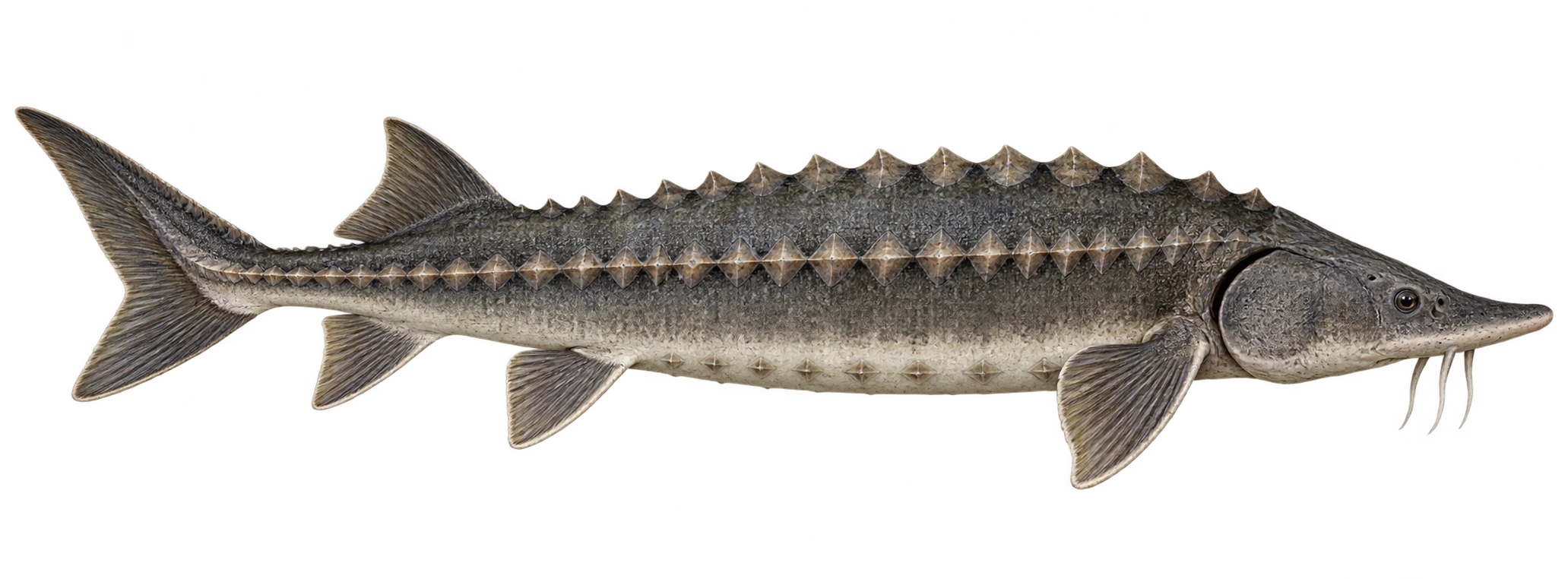 Lake Sturgeon illustration